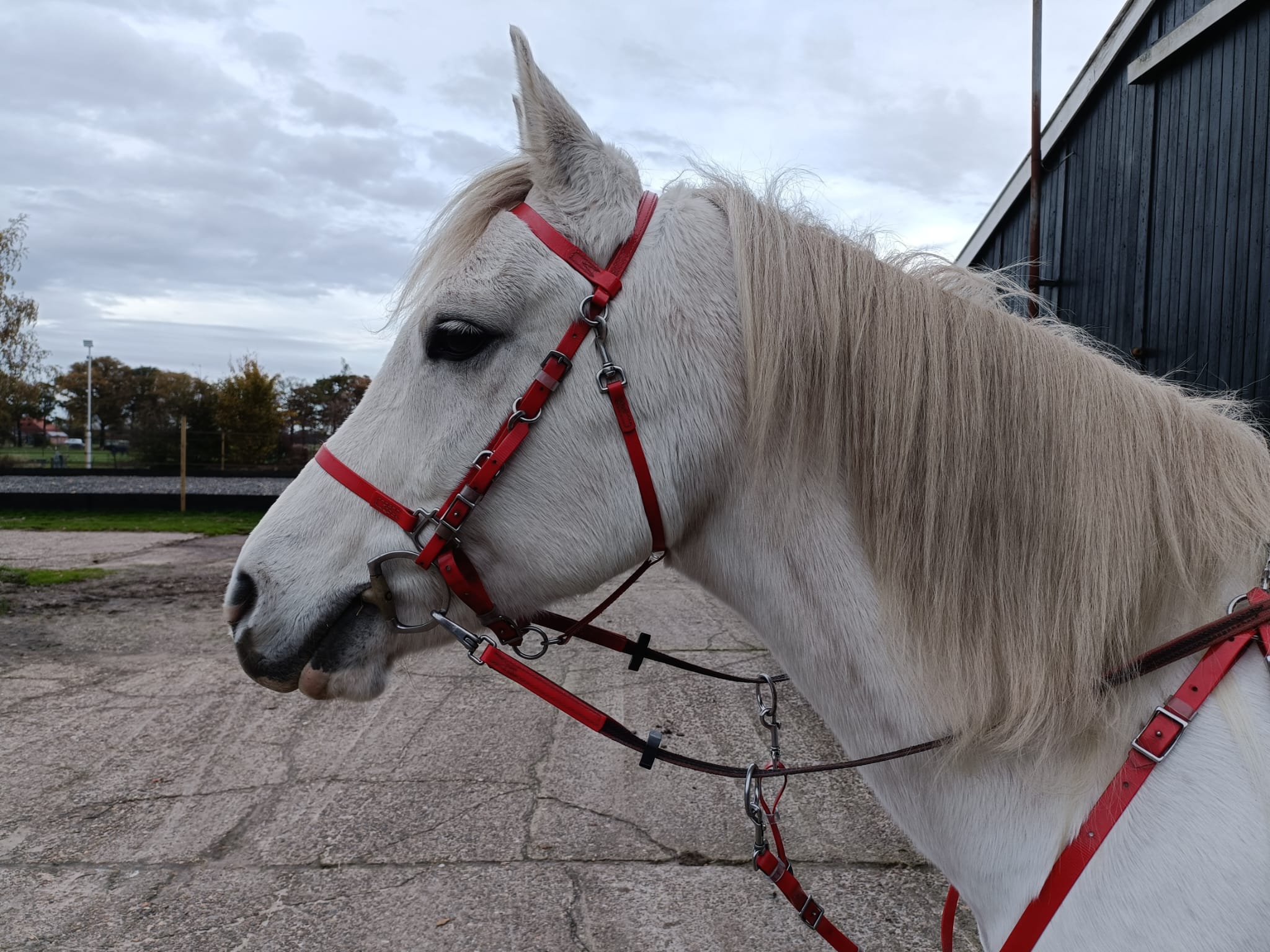 Martingaal goed afgesteld
